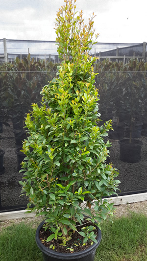 Syzygium  australe 'AATS' – Pinnacle pbr